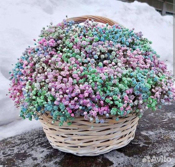 Цветная Гипсофила в корзине