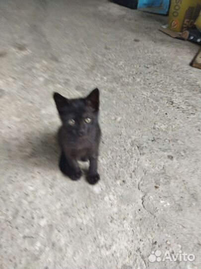 Кошка в дар