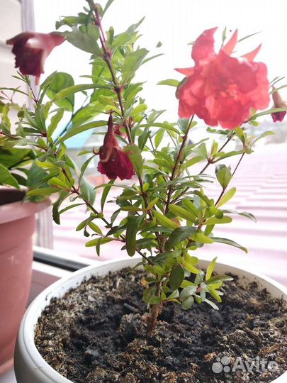 Сортовой комнатный гранат