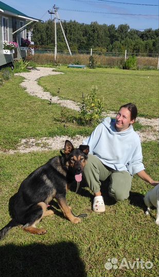 Метис немецкой овчарки