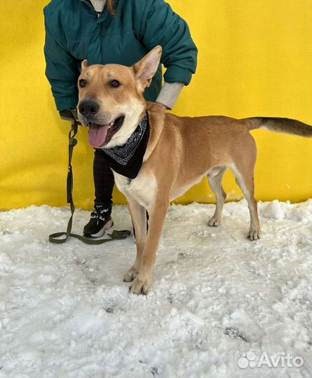 Собака хочет жить в семье