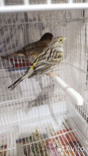 Кенара и канарейки