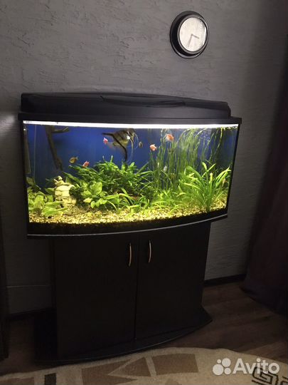 Панорамный аквариум 200л