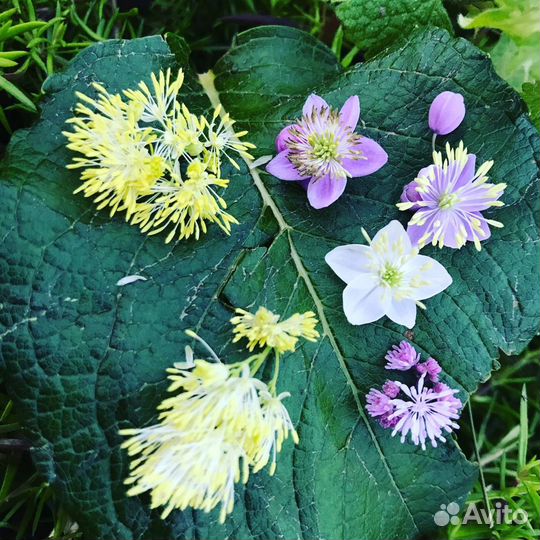 Василистники на фото 3 вида