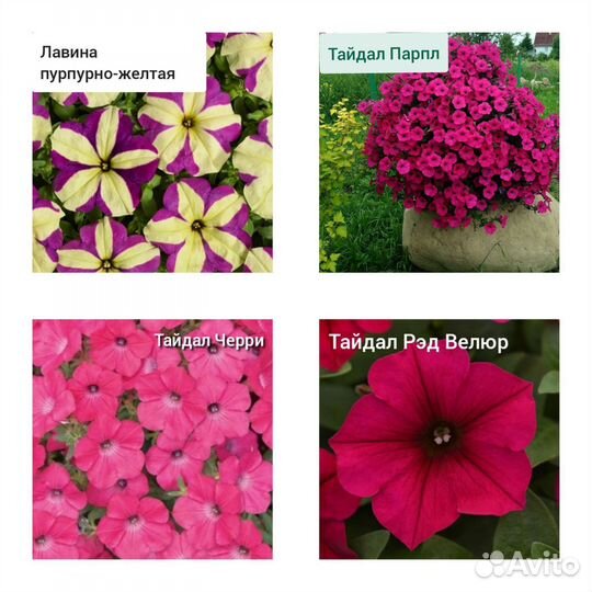 Петуния Тайдал ампельная