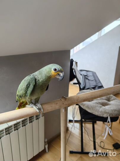Попугай венесуэльский амазон