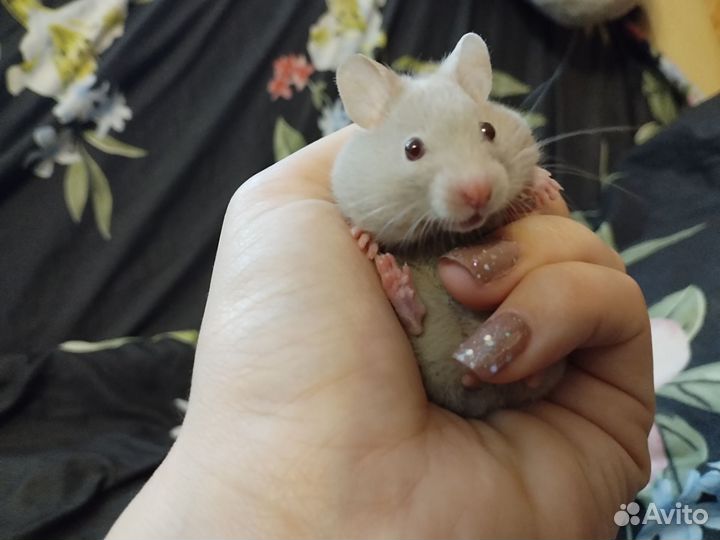 Сирийский хомяк