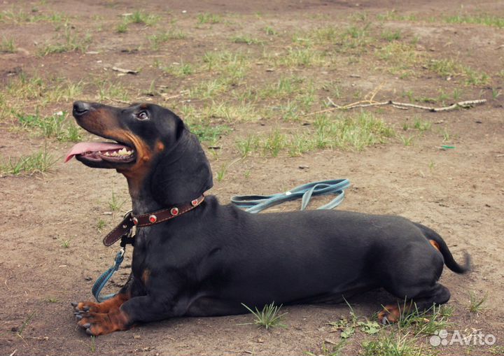 Дрессировка собак всех пород