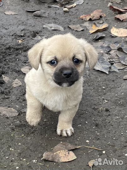 Щенок в добрые руки