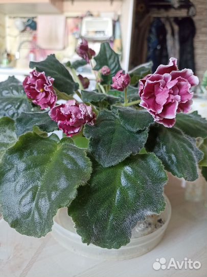 Фиалка на цвету,фото от 10.03.25