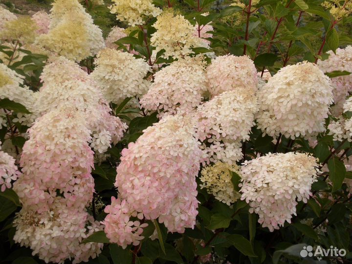 Многолетние цветущие кустарники