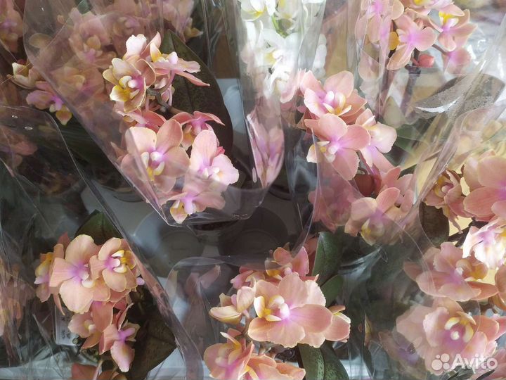 Орхидея фаленопсис.Аромат