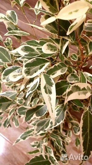 Фикус Пикси (Ретуза Дварф Альбомаргината)