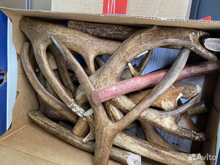 Рога оленя для собак