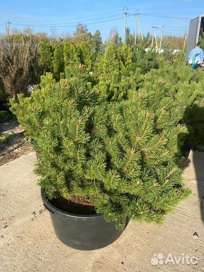 Сосна горная крупномер