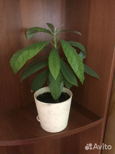 Авокадо растение