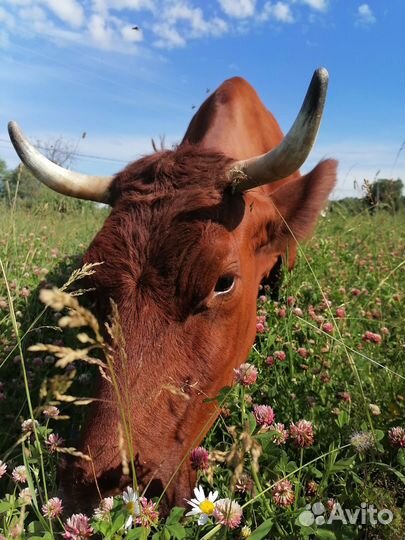 Корова дойная