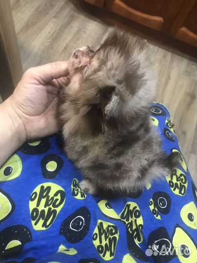 Щенки померанского шпица мини шоколад мерле Кися