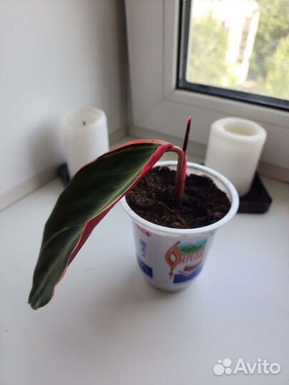 Строманта триколор