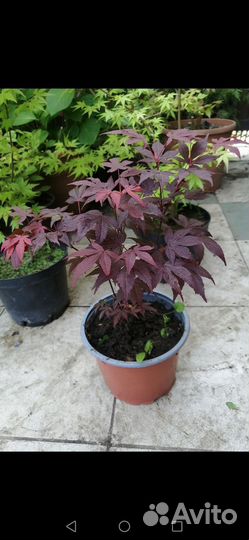 Клены японские Атропурпуреа