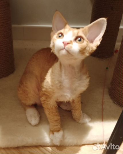 Котик девон Рекс, Рыжик кудрявый дружочек