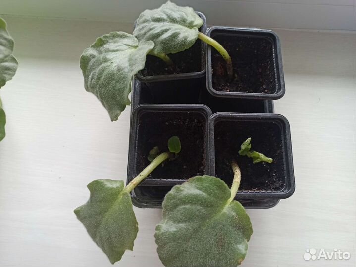 Фиалка белая