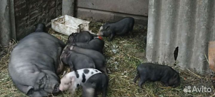 Вьетнамск вислобрюхий поросенок