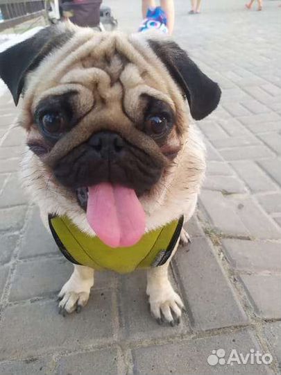 Мопс вязка мальчик