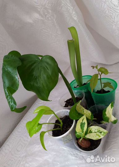 Комнатные растения