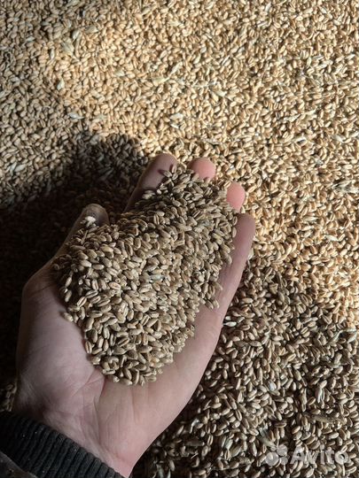 Зерно пшеница