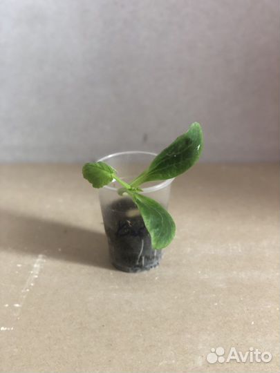 Рассада перцев,баклажанов