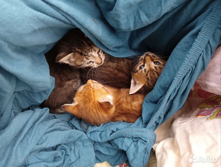 Пристраиваются котята. Возраст примерно месяц