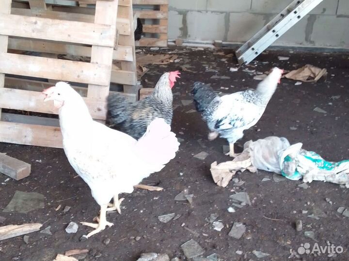 Куры молодки