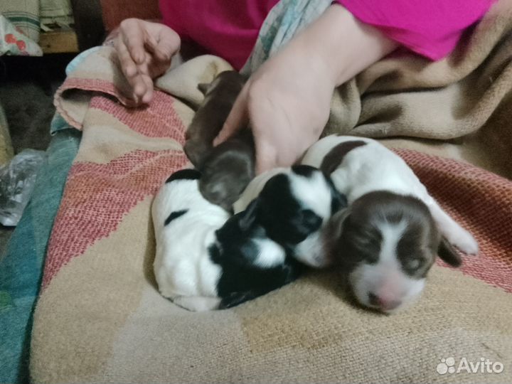 Спаниель русский