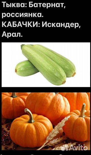 Рассада огурцов, кабачков