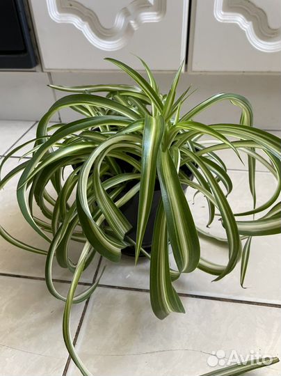 Хлорофитум