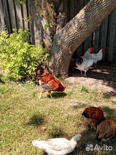 Молодые петрушки порода Кучинская 4.5 месяца