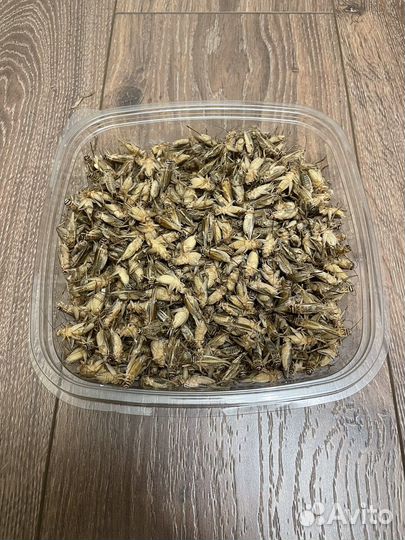 Замороженные домовые сверчки