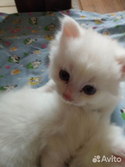 Кошечка, белая