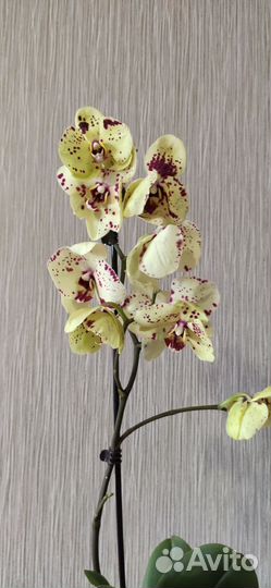Коллекционный фаленопсис Albufeira