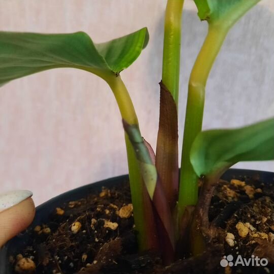 Калатея орбифолия