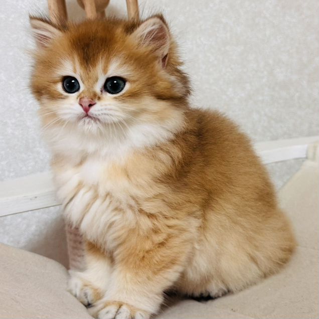 Британский длинношёрстный котёнок
