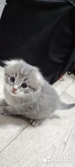 Вислоухие котята
