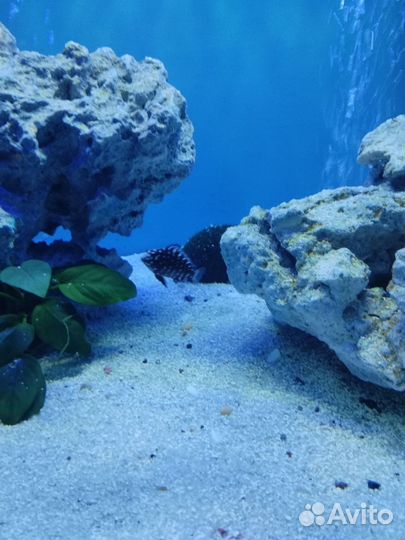 Трофеус зведчатый дубаиси