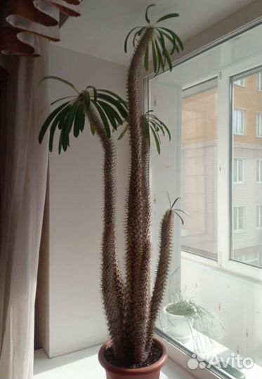 Пахиподиум / мадагаскарская пальма