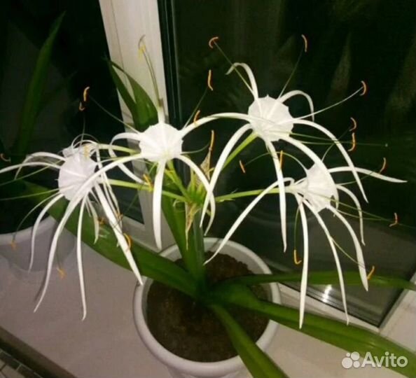 Гименокаллис