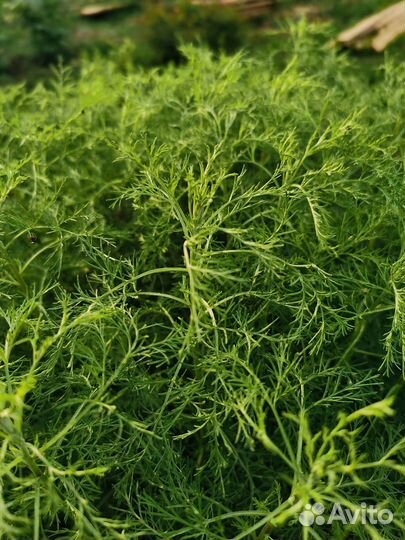 Полынь Древовидная 