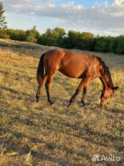 Кобылка русской рысистой породы