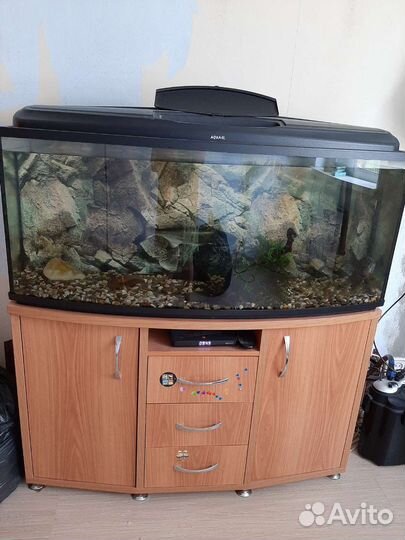 Продам аквариум, тумбу, компрессор и рыбок