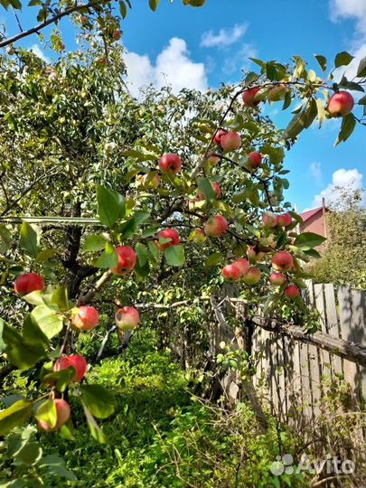 Продам яблоки с погреба